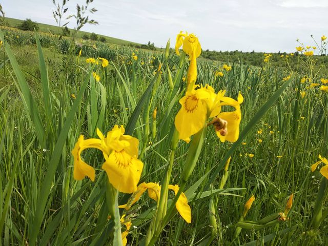В Україні розквітла унікальна долина жовтих ірисів - фото 330506