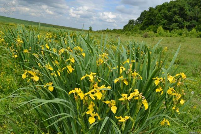 В Україні розквітла унікальна долина жовтих ірисів - фото 330507