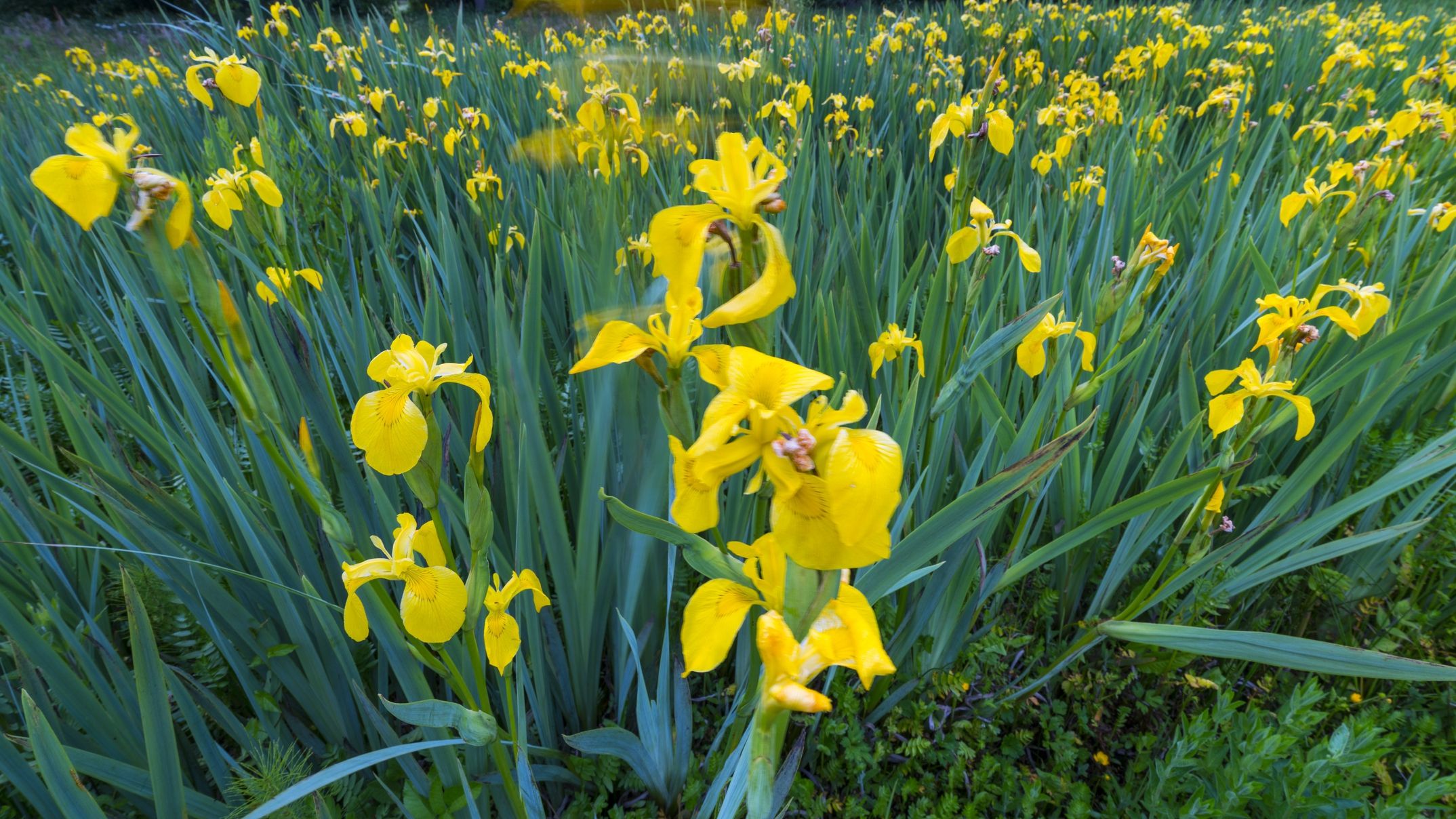 В Україні розквітла унікальна долина жовтих ірисів