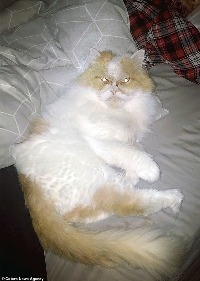 Ви йому не подобаєтесь: знайдено нового сердитого кота (фото) - фото 331426