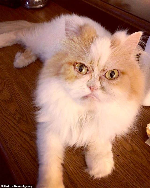 Ви йому не подобаєтесь: знайдено нового сердитого кота (фото) - фото 331427