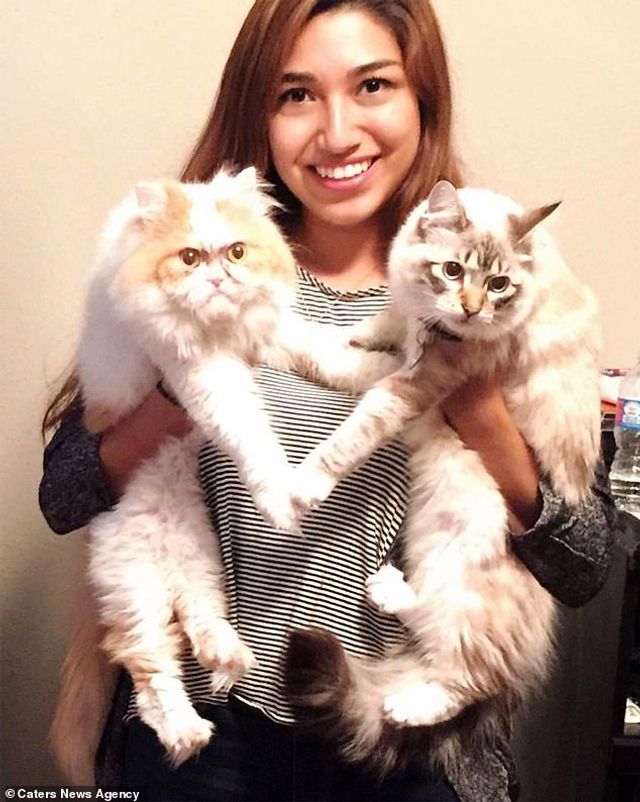 Ви йому не подобаєтесь: знайдено нового сердитого кота (фото) - фото 331430