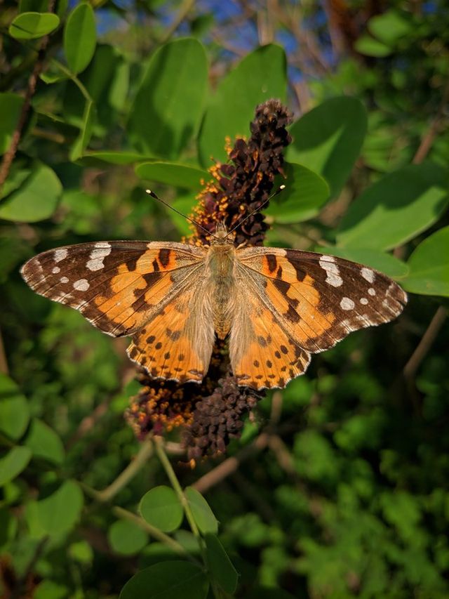 Сонцевики - фото 331791