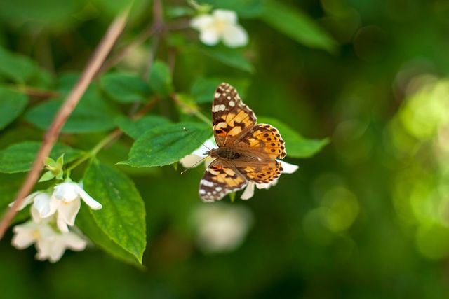 Сонцевик будяковий - фото 331793