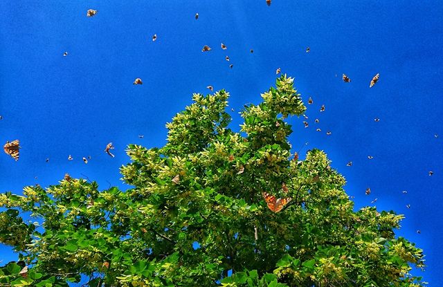 Чортополохівка - фото 331794