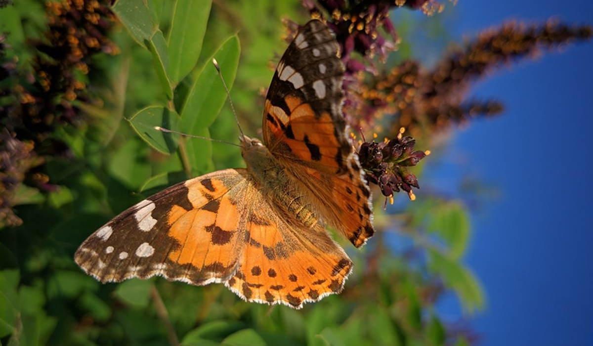 Сонцевик будяковий - фото 1