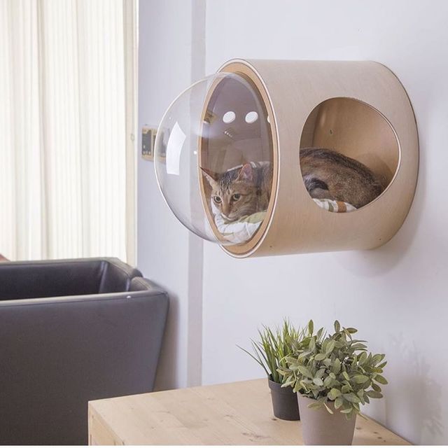 MYZOO - фото 332847