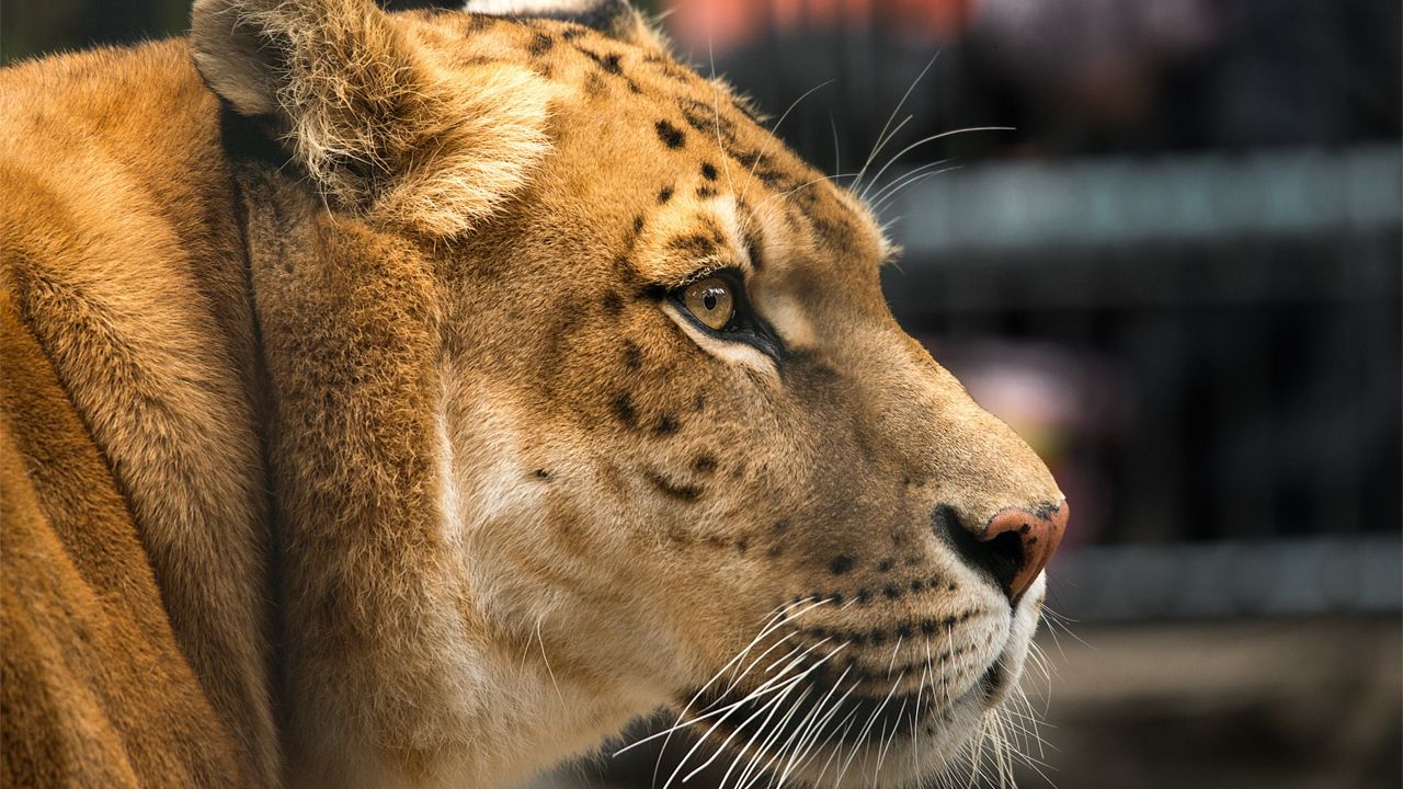 Схрещений лев з тигром: американець вигуляв гігантську тварину (відеофакт)