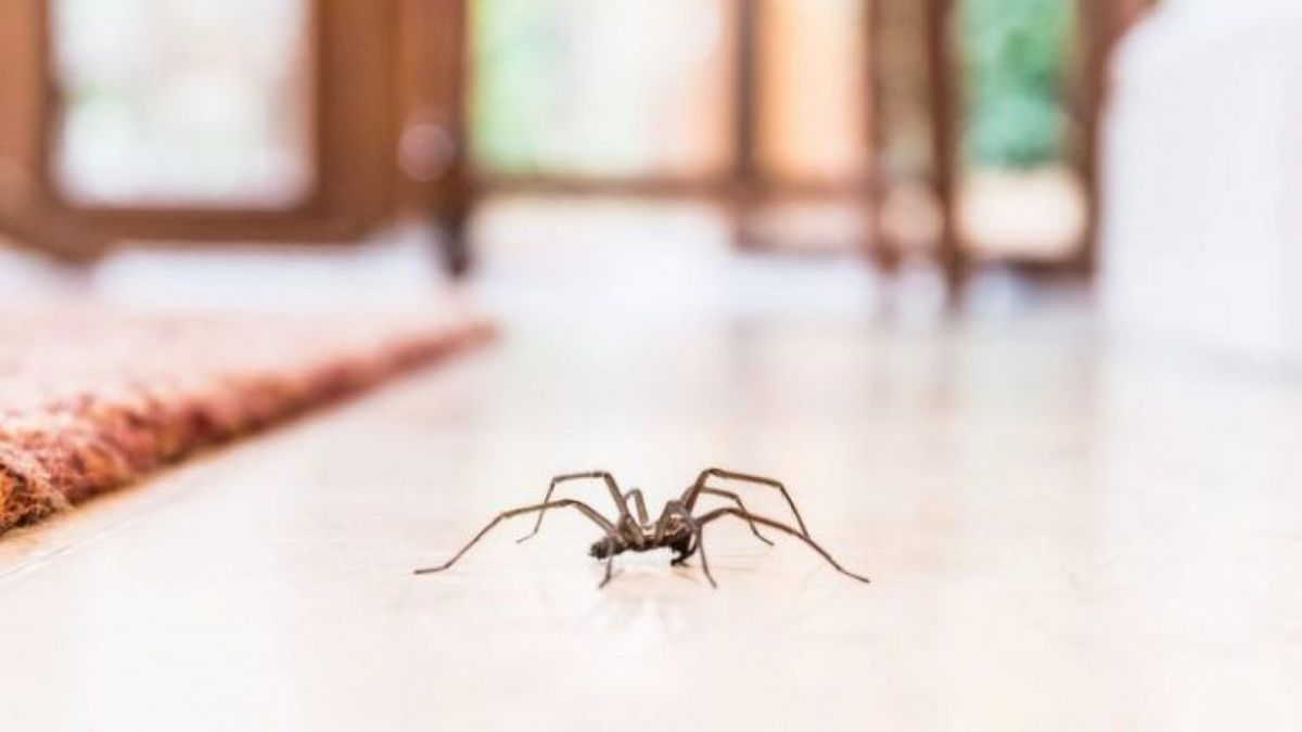Практично всі павуки отруйні - фото 1