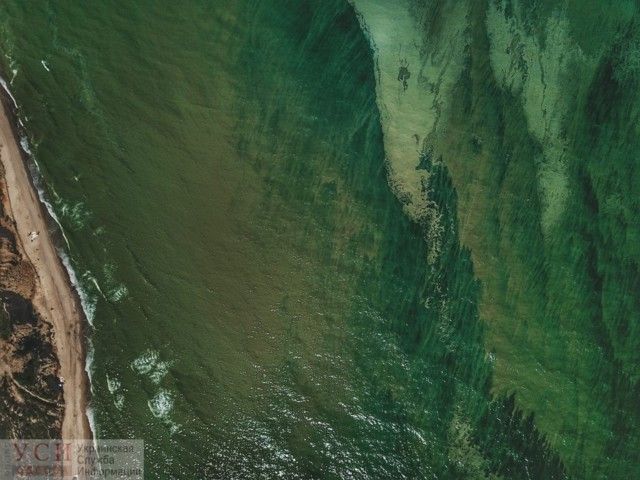 Купатися заборонено! Позеленіле море Одеси у свіжих знімках - фото 333583