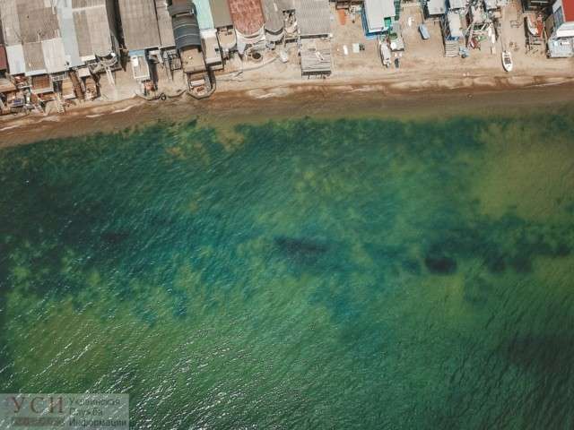 Купатися заборонено! Позеленіле море Одеси у свіжих знімках - фото 333584