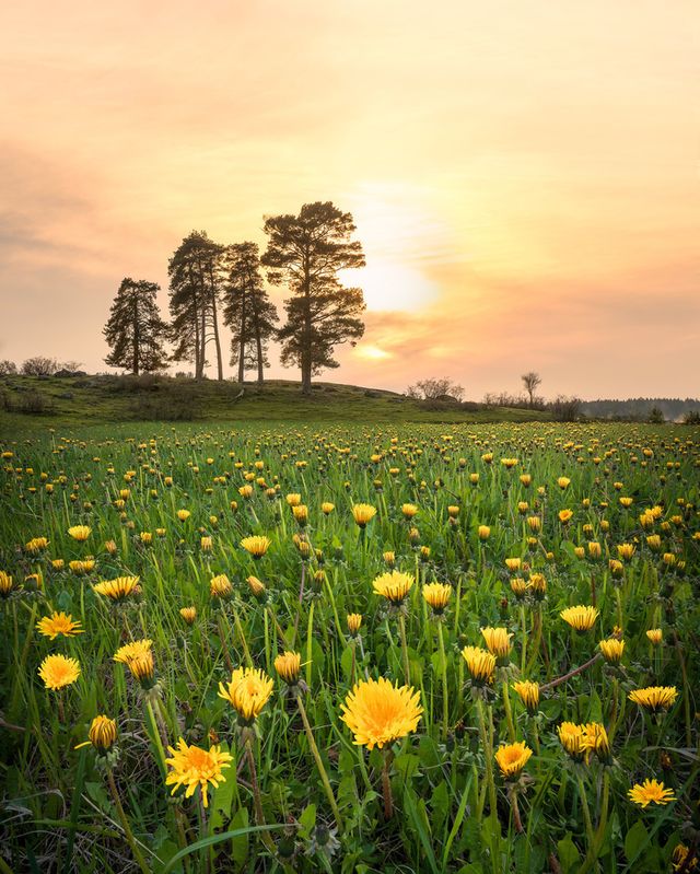 Захоплива подорож Швецією у яскравих фото - фото 334175