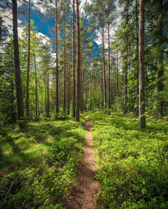 Захоплива подорож Швецією у яскравих фото - фото 334177