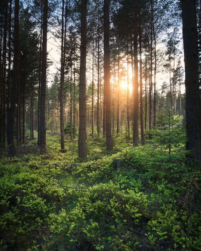 Захоплива подорож Швецією у яскравих фото - фото 334180