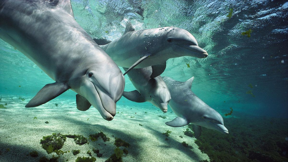 Дельфіни можуть зав'язувати дружні стосунки на роки - фото 1