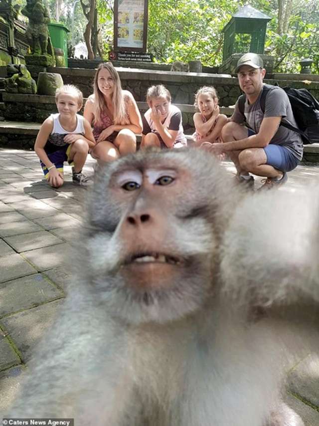Зухвала мавпа зняла селфі із середнім пальцем (фото) - фото 334413