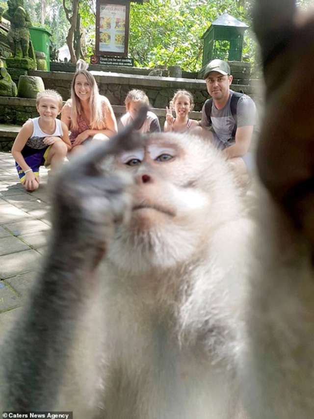 Зухвала мавпа зняла селфі із середнім пальцем (фото) - фото 334414