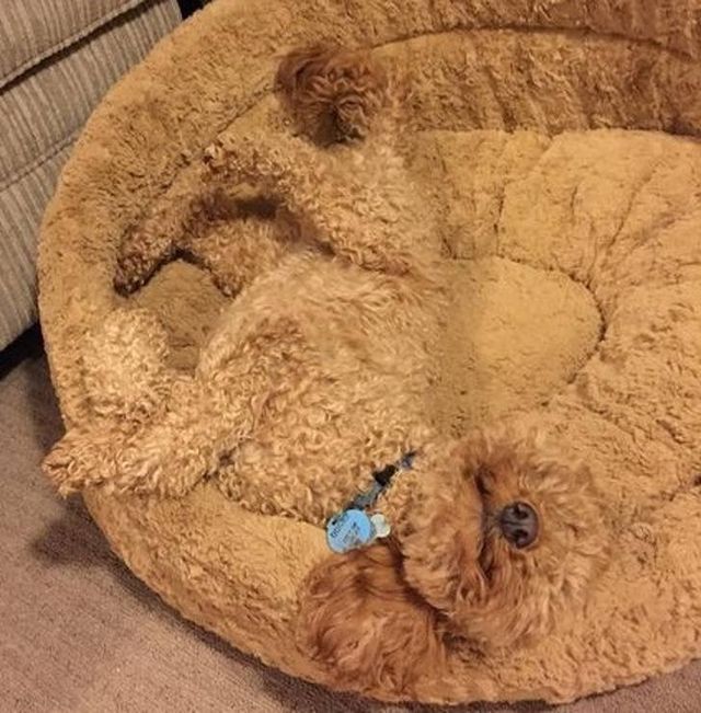 Геніальне маскування: фото домашніх улюбленців, які змусять усміхатись - фото 334663