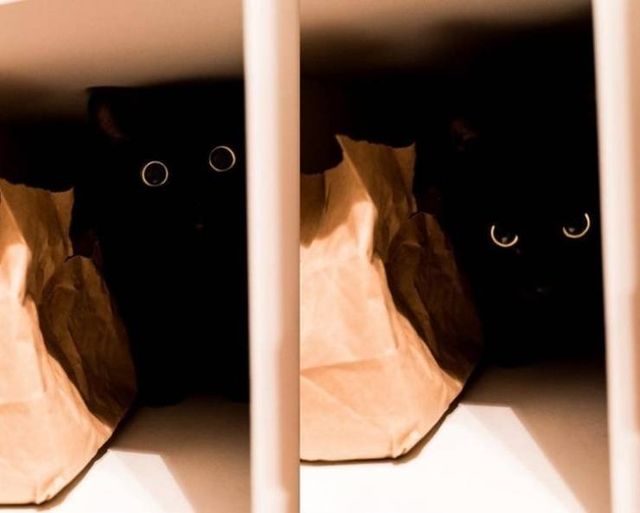 Геніальне маскування: фото домашніх улюбленців, які змусять усміхатись - фото 334665