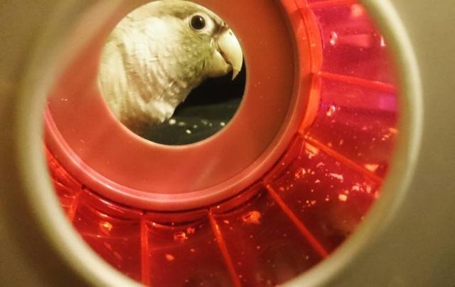 Геніальне маскування: фото домашніх улюбленців, які змусять усміхатись - фото 334666