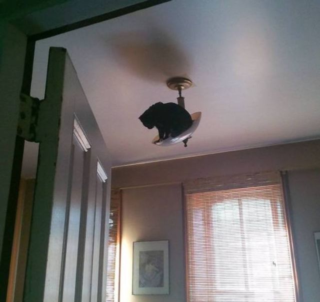 Геніальне маскування: фото домашніх улюбленців, які змусять усміхатись - фото 334667