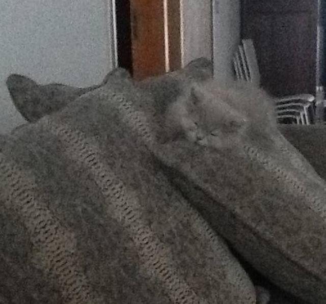 Геніальне маскування: фото домашніх улюбленців, які змусять усміхатись - фото 334668