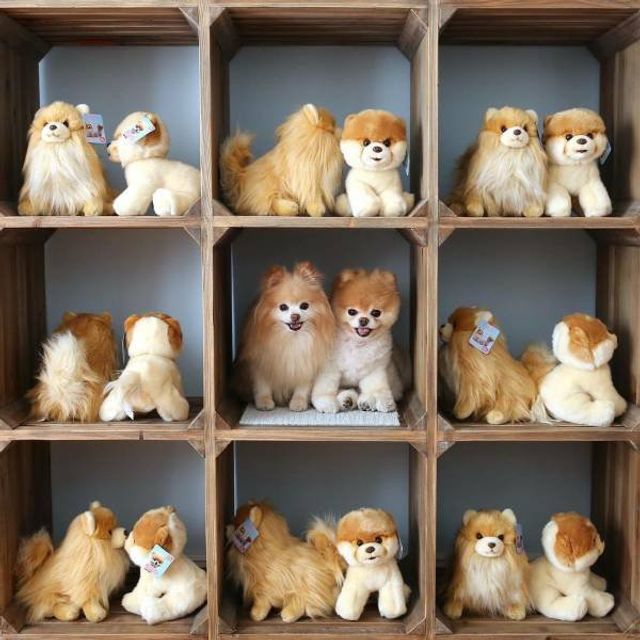 Геніальне маскування: фото домашніх улюбленців, які змусять усміхатись - фото 334669