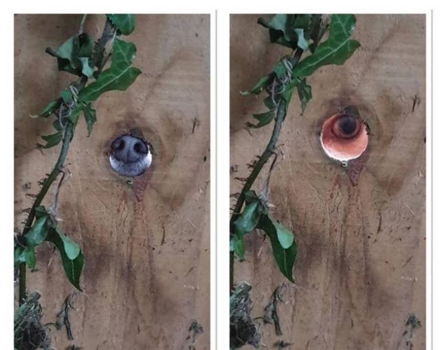 Геніальне маскування: фото домашніх улюбленців, які змусять усміхатись - фото 334670