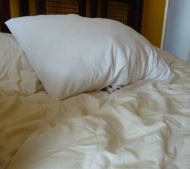 Геніальне маскування: фото домашніх улюбленців, які змусять усміхатись - фото 334671