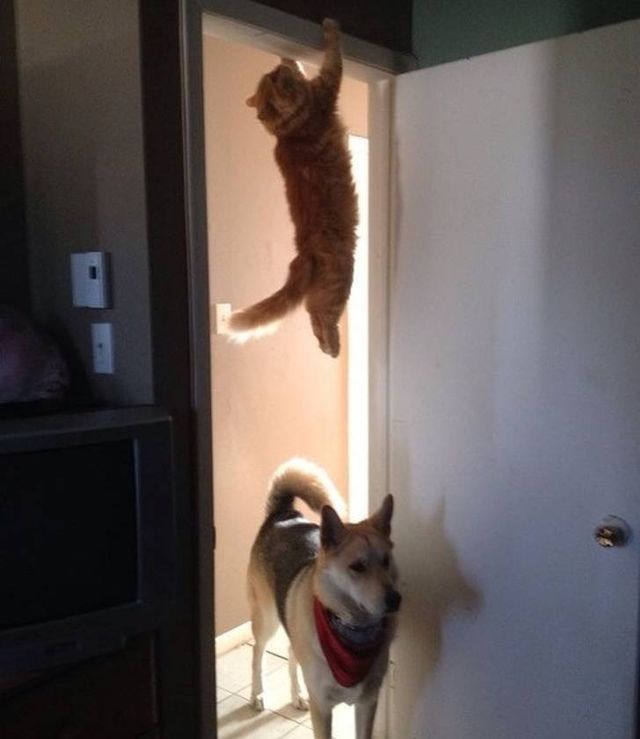 Геніальне маскування: фото домашніх улюбленців, які змусять усміхатись - фото 334672