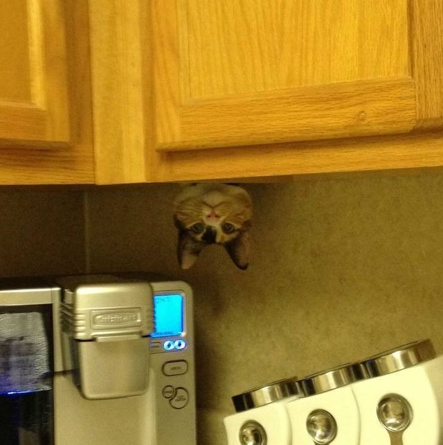 Геніальне маскування: фото домашніх улюбленців, які змусять усміхатись - фото 334673