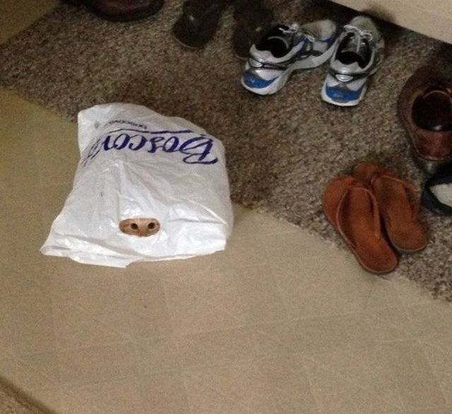 Геніальне маскування: фото домашніх улюбленців, які змусять усміхатись - фото 334676