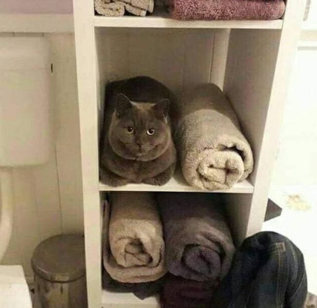 Геніальне маскування: фото домашніх улюбленців, які змусять усміхатись - фото 334677