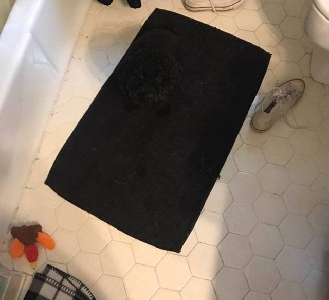 Геніальне маскування: фото домашніх улюбленців, які змусять усміхатись - фото 334678