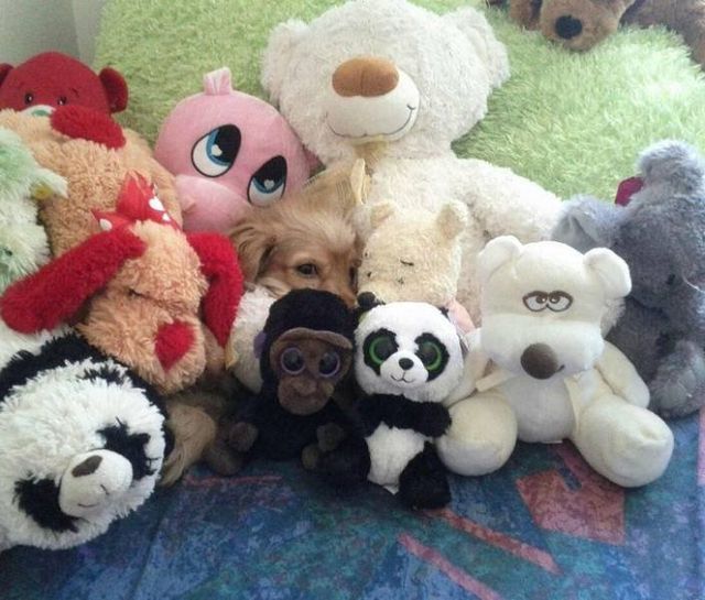 Геніальне маскування: фото домашніх улюбленців, які змусять усміхатись - фото 334679