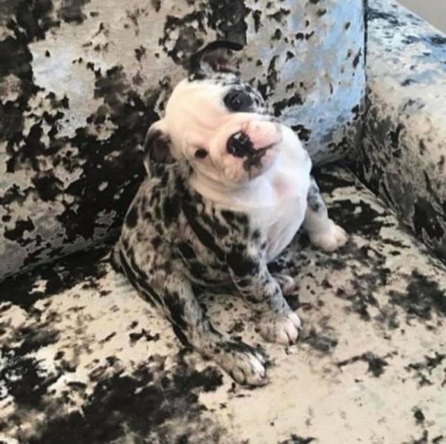 Геніальне маскування: фото домашніх улюбленців, які змусять усміхатись - фото 334680