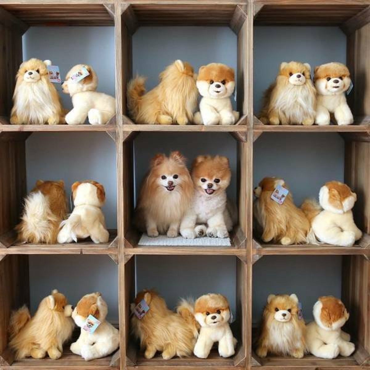 Геніальне маскування: фото домашніх улюбленців, які змусять усміхатись