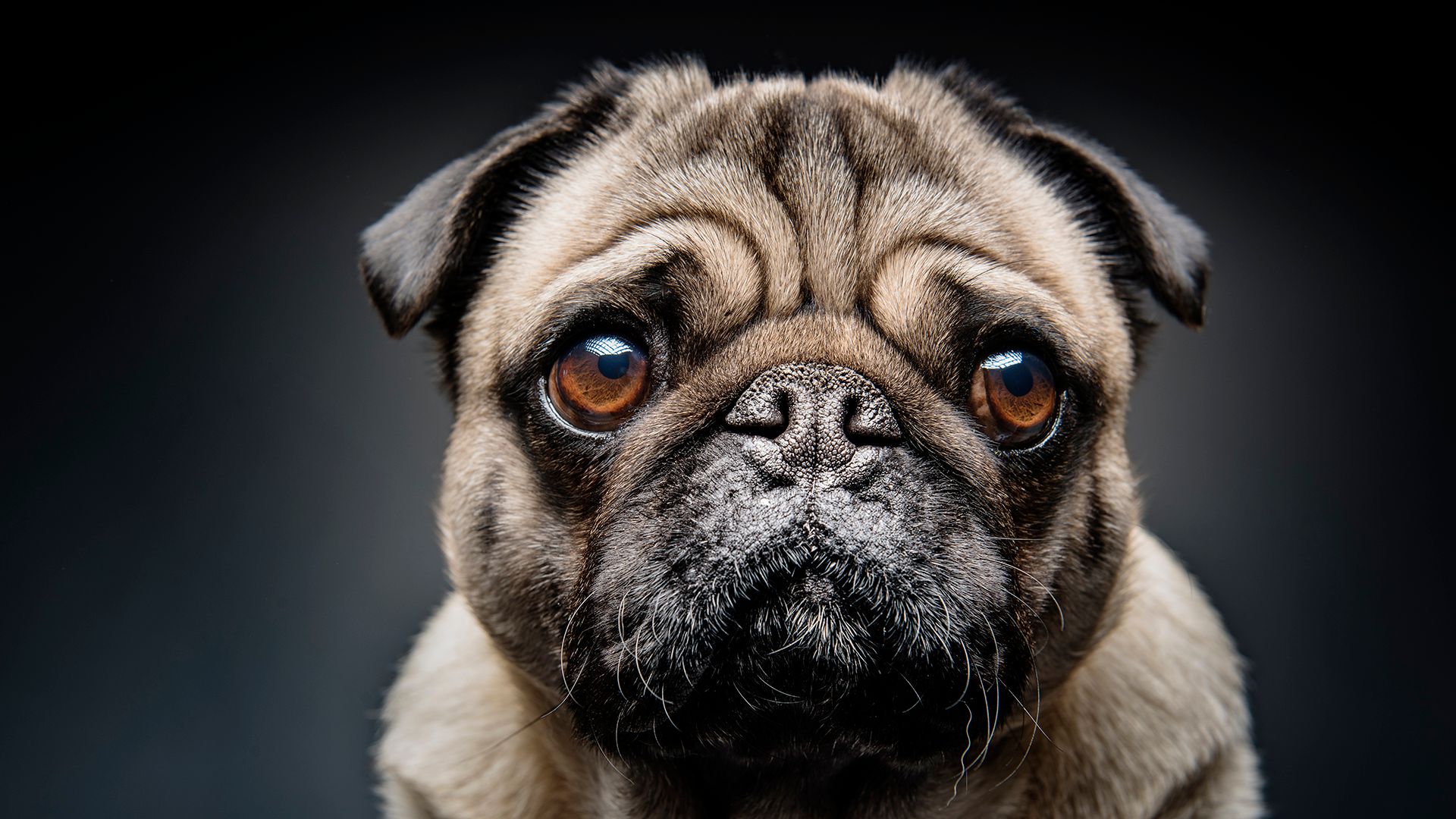 Вами маніпулюють: науковці вразили заявою про собак