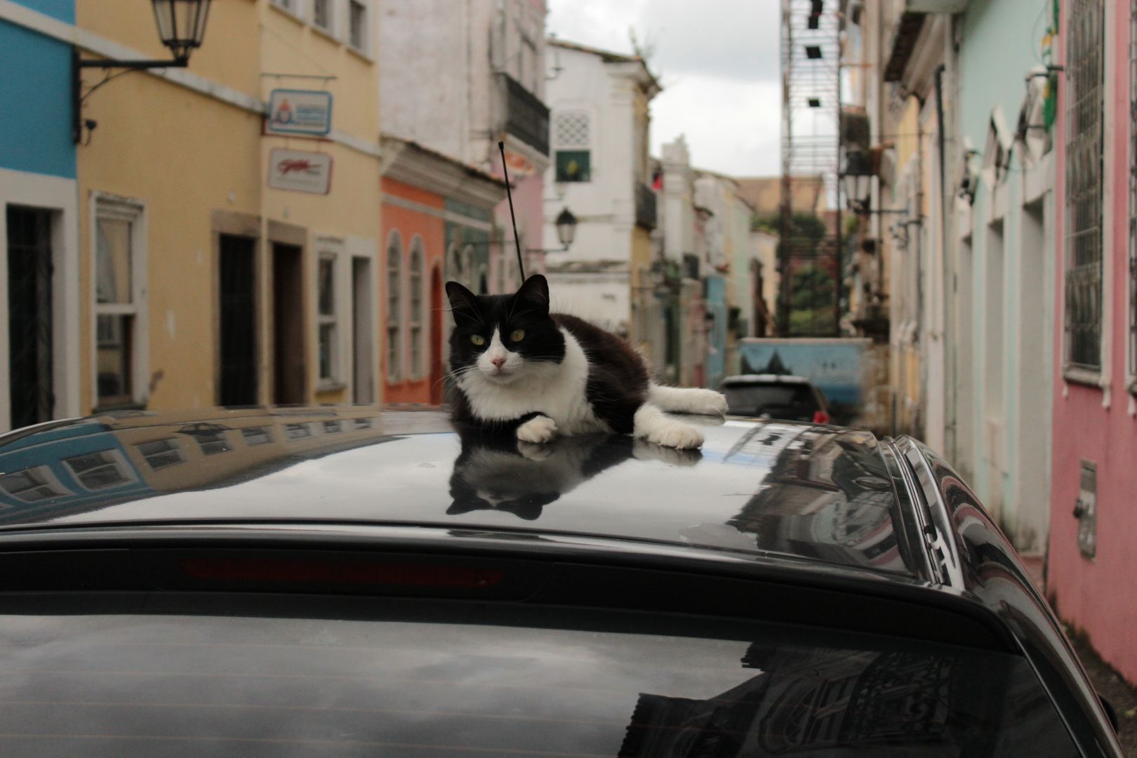 Кіт, який любить їздити з вітерцем, розвеселив Reddit