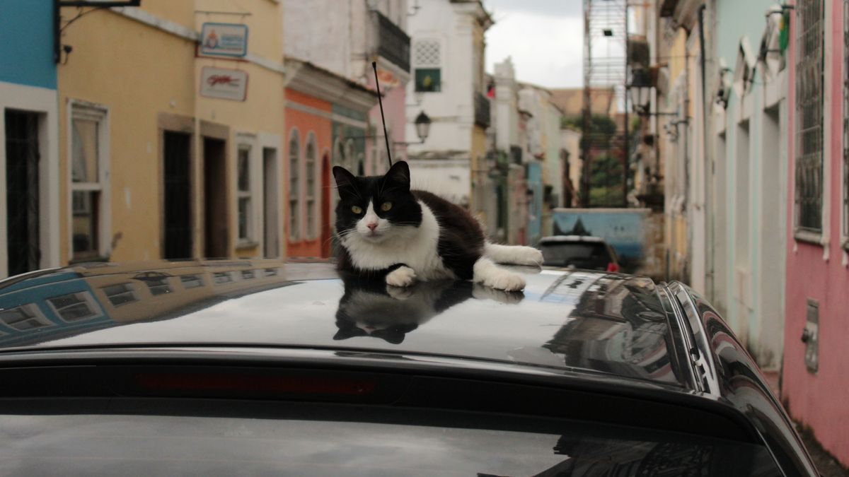 Кіт обожнює машини - фото 1