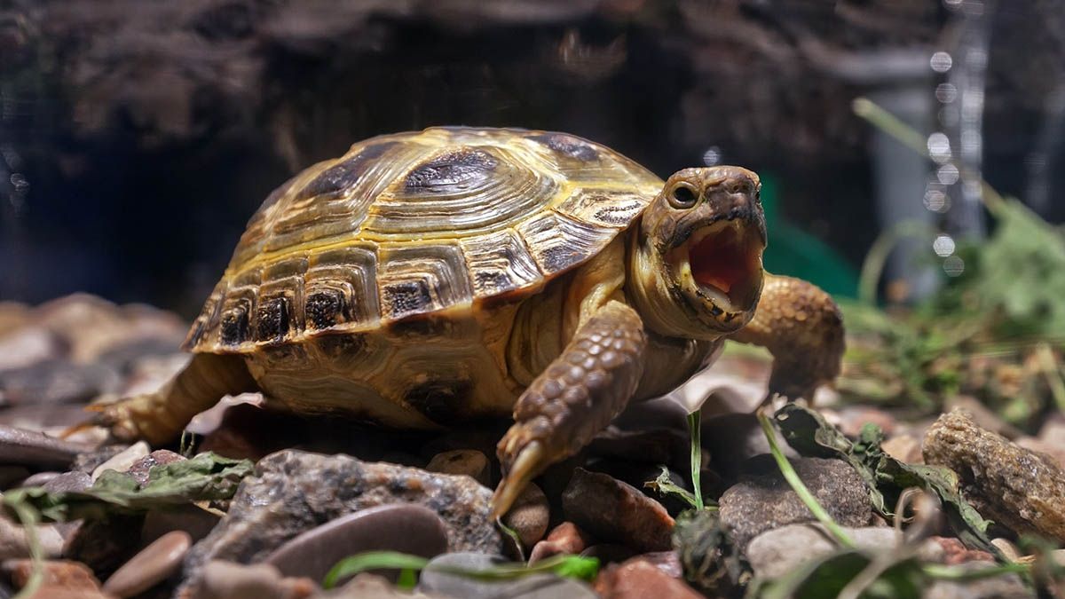 Американець здивував мережу, прикріпивши камеру на черепаху: відеофакт