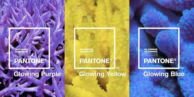 Три нові відтінки року: навіщо Інститут кольору Pantone зробив це - фото 335496