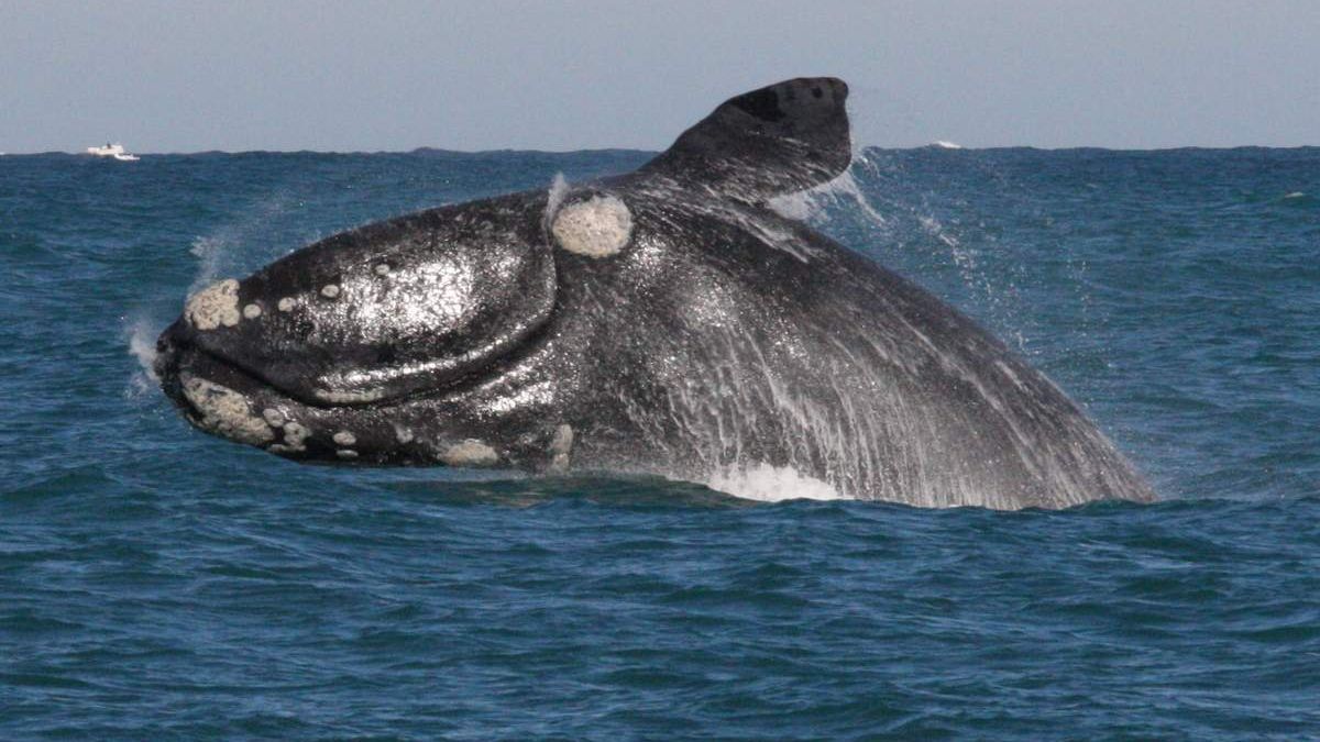 Біологи вперше записали голос рідкісного японського кита