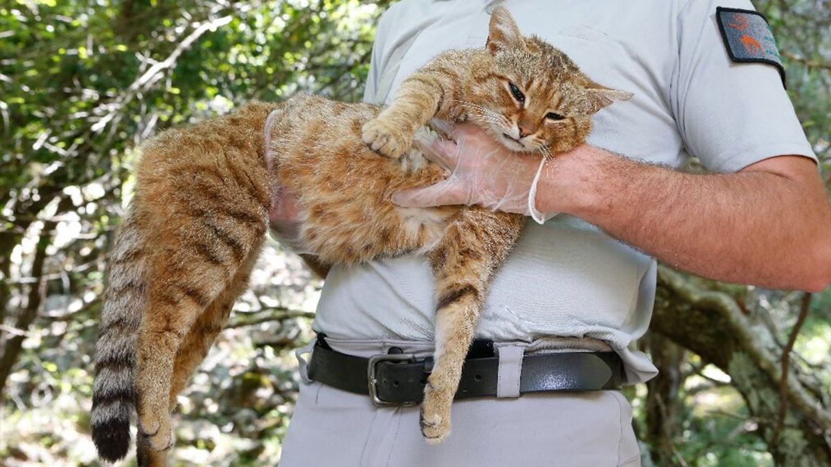 На Корсиці знайшли новий різновид кішки: фотофакт