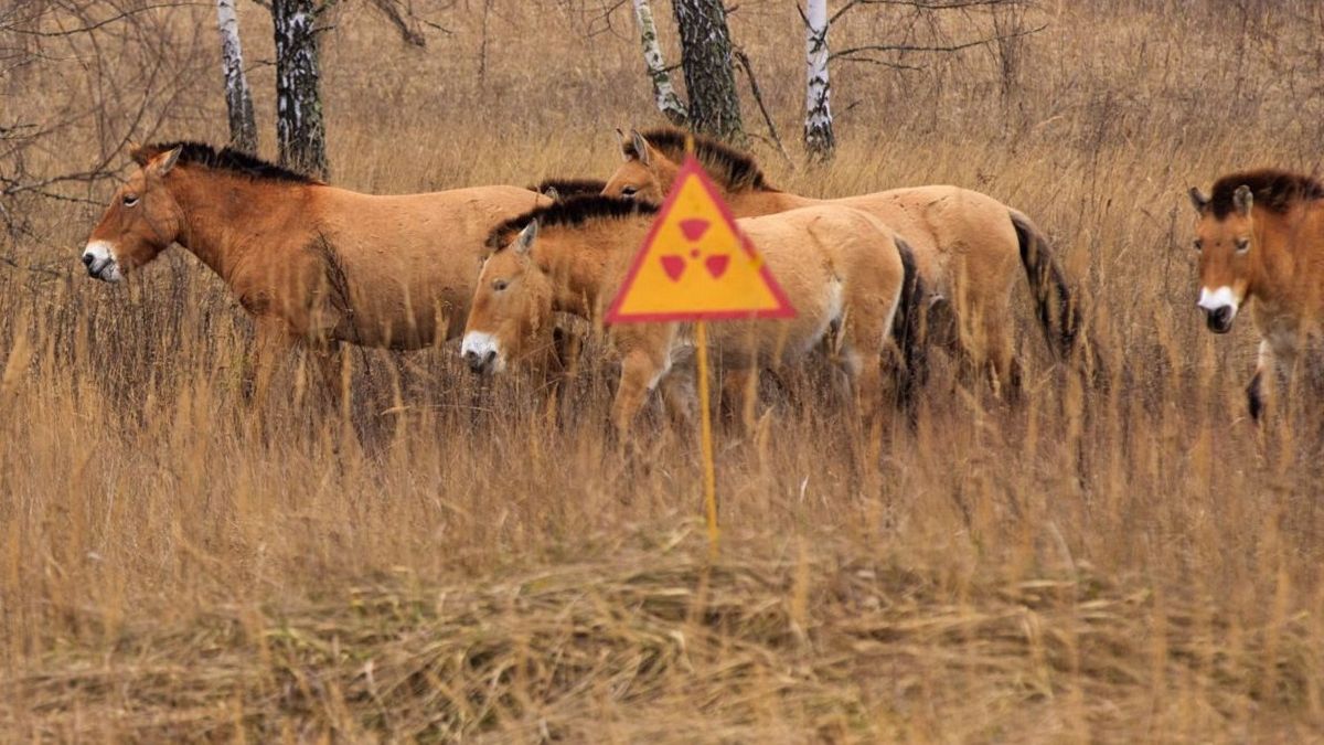 Природа Чорнобиля - фото 1