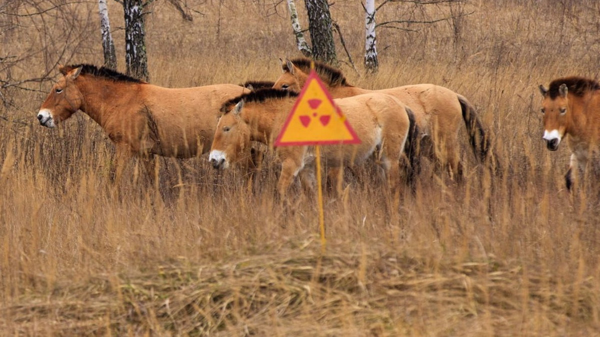 Природа Чорнобиля - фото 1