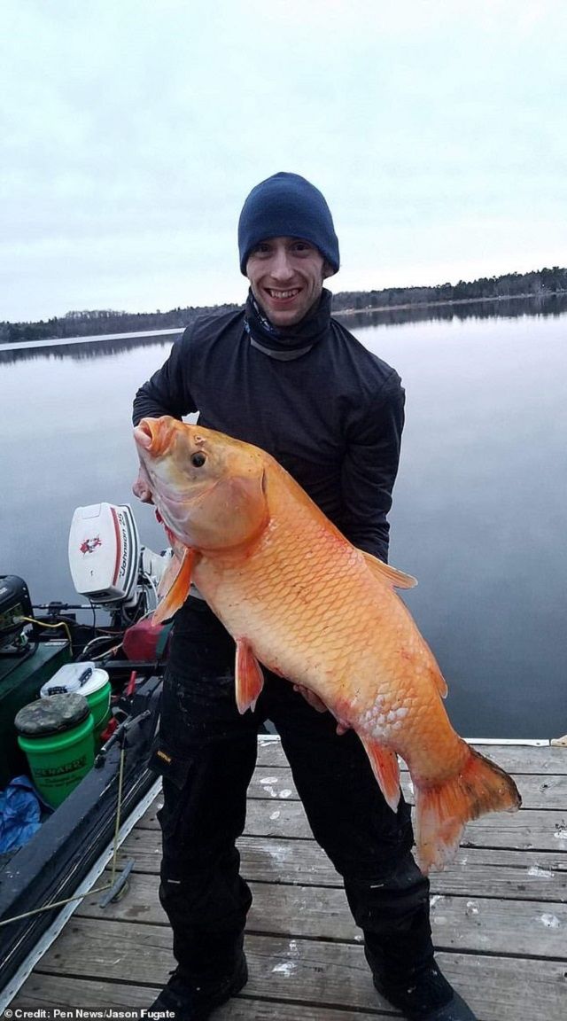 Риба є представником виду великоротих буффало - фото 335719