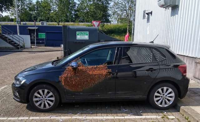 У Нідерландах бджоли захопили машину: фотофакт - фото 335905