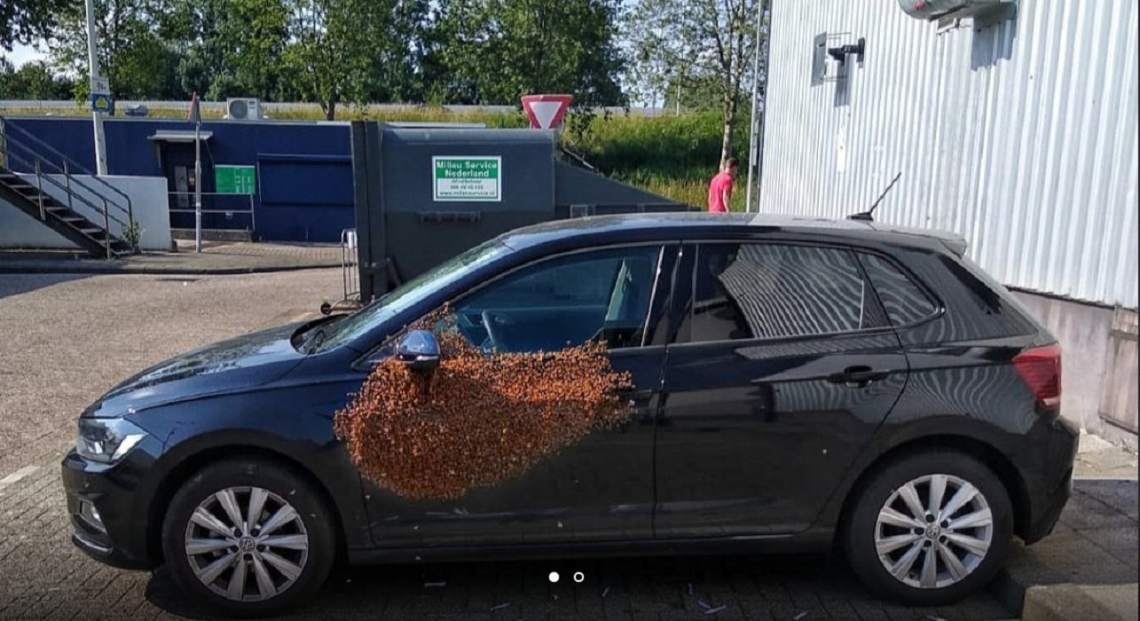 Бджоли окупували авто голландця - фото 1