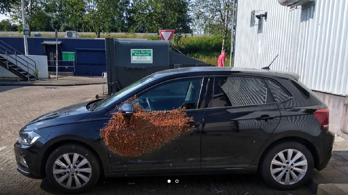 Бджоли окупували авто голландця - фото 1